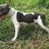 Foto: Jual !! Anjing American Bully Padang